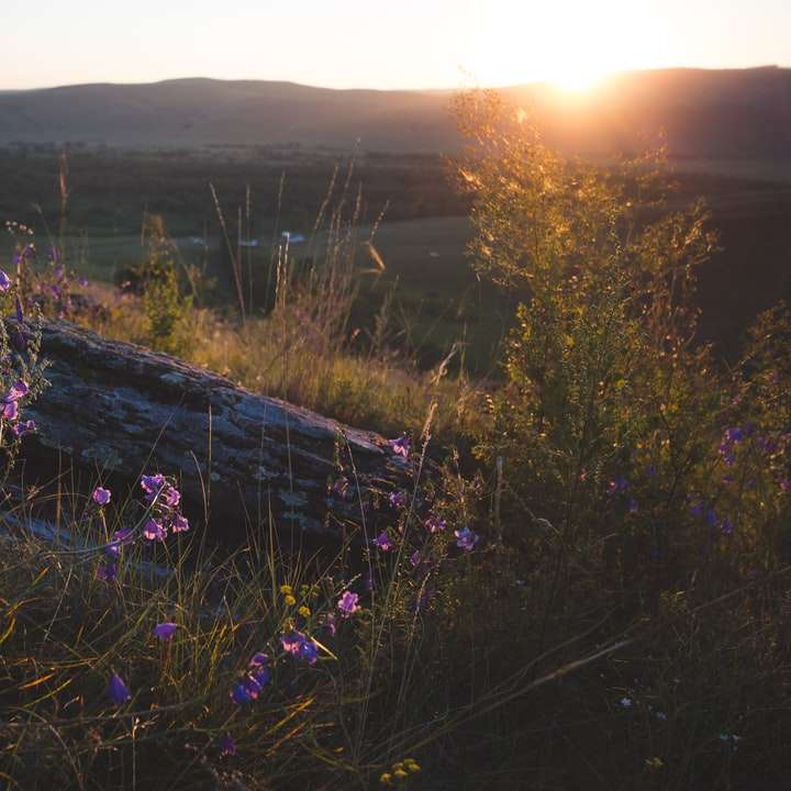 фиолетовое цветочное поле во время заката онлайн-пазл