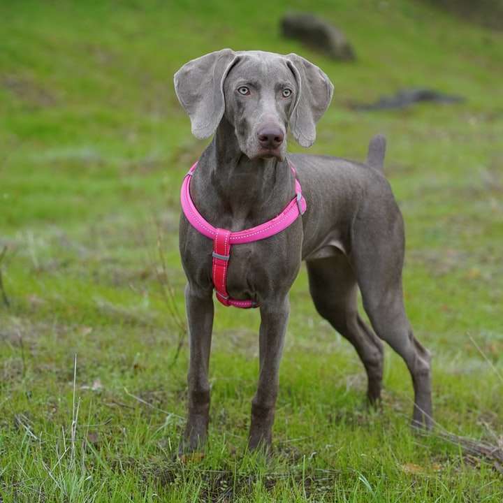 Perro gris de pelo corto en el campo de hierba verde durante el día puzzle deslizante online
