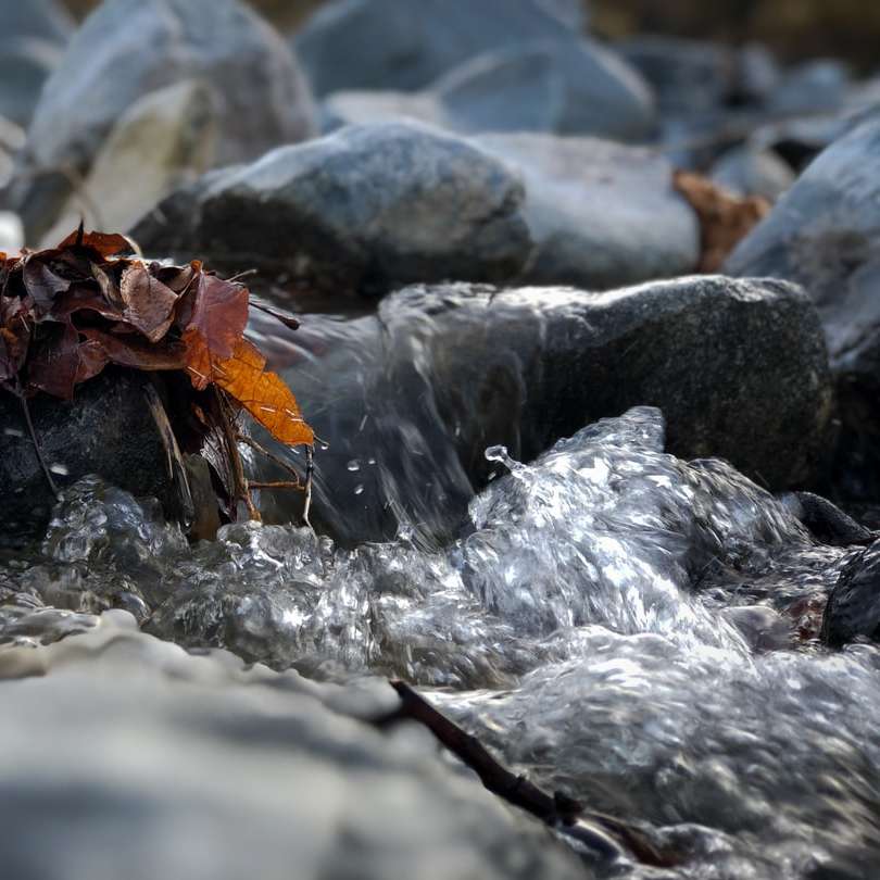 frunza maro uscată pe stânca cenușie puzzle online