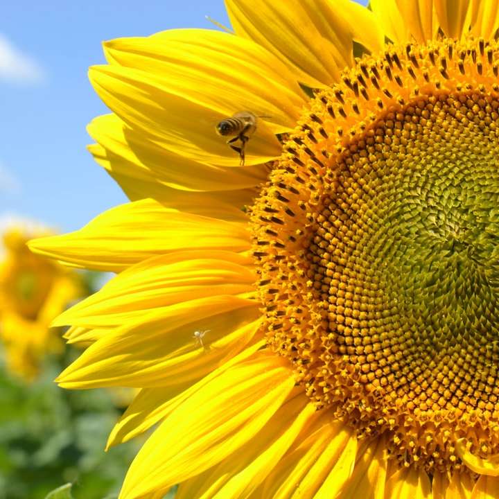 жълт слънчоглед в близък план онлайн пъзел