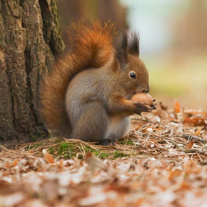 brązowa wiewiórka na brązowych suszonych liściach w ciągu dnia puzzle przesuwne online