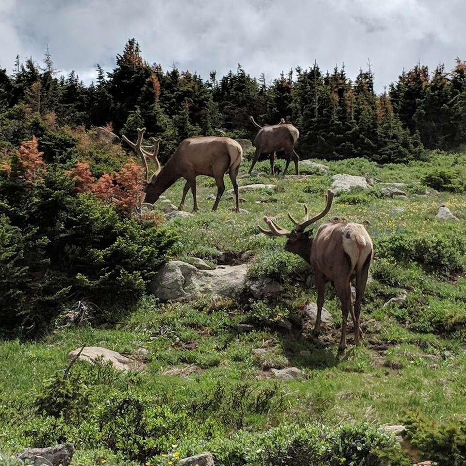 cervo marrone sul campo di erba verde durante il giorno puzzle scorrevole online