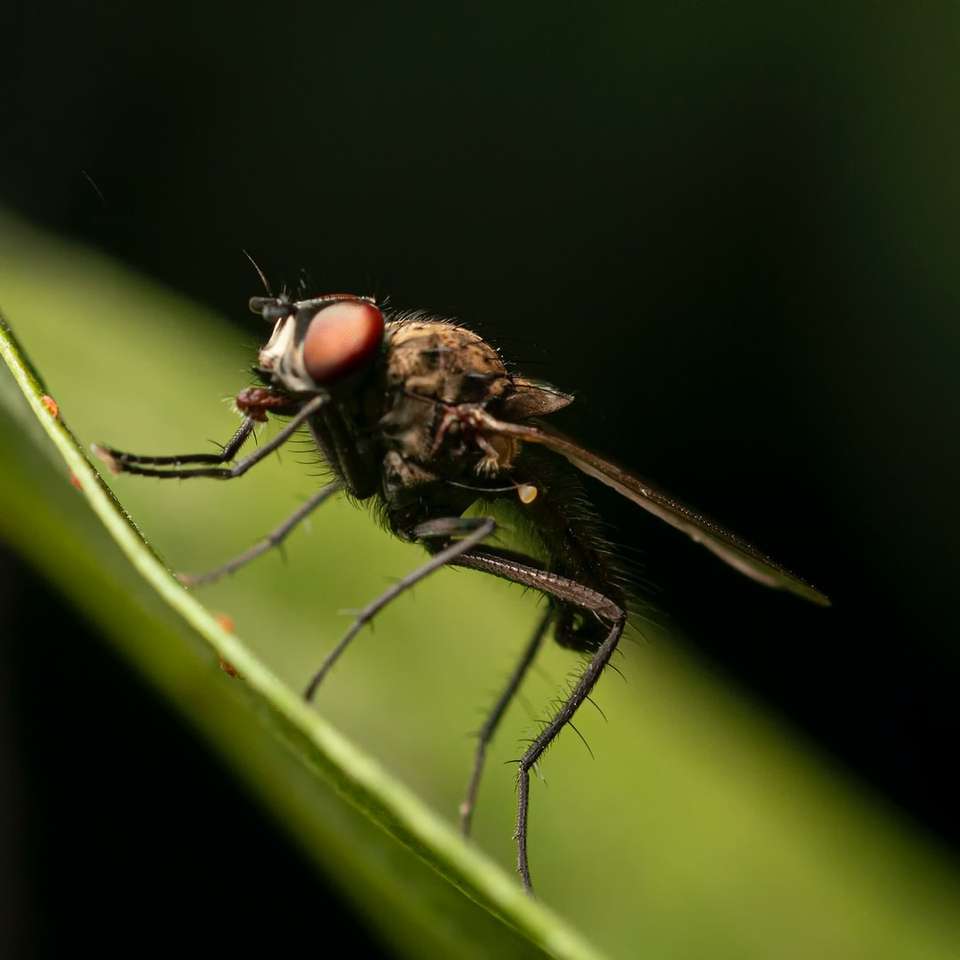 bruine vlieg zat op groen blad in close-up fotografie online puzzel