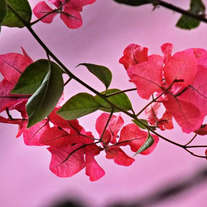 röda löv i tilt-lins glidande pussel online