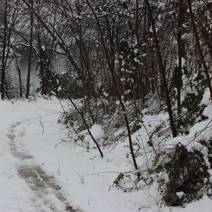 câmp acoperit de zăpadă și copaci goi în timpul zilei puzzle online
