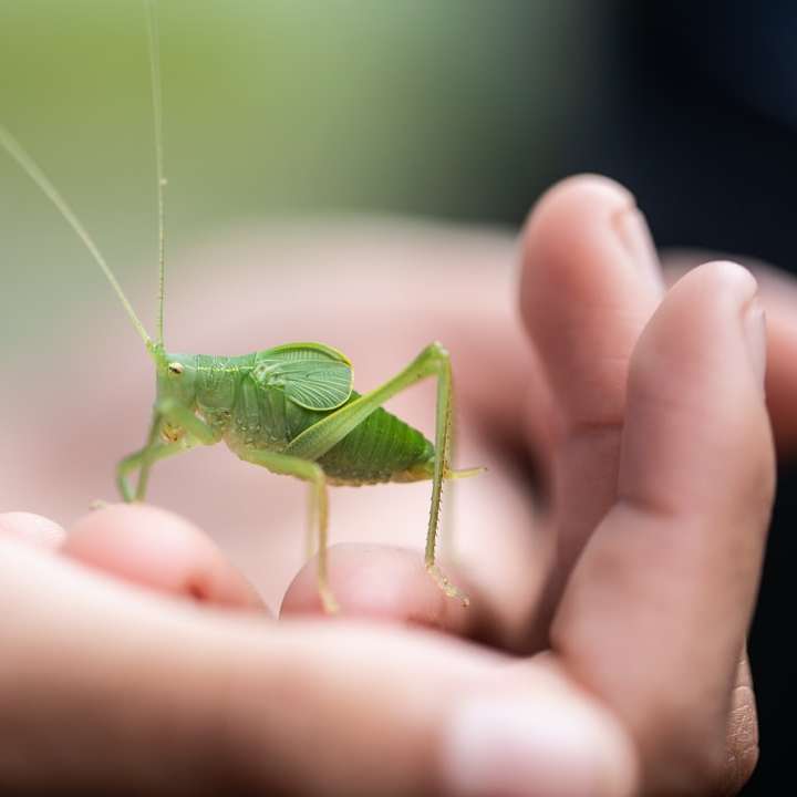 zelená kobylka na ruce osob posuvné puzzle online