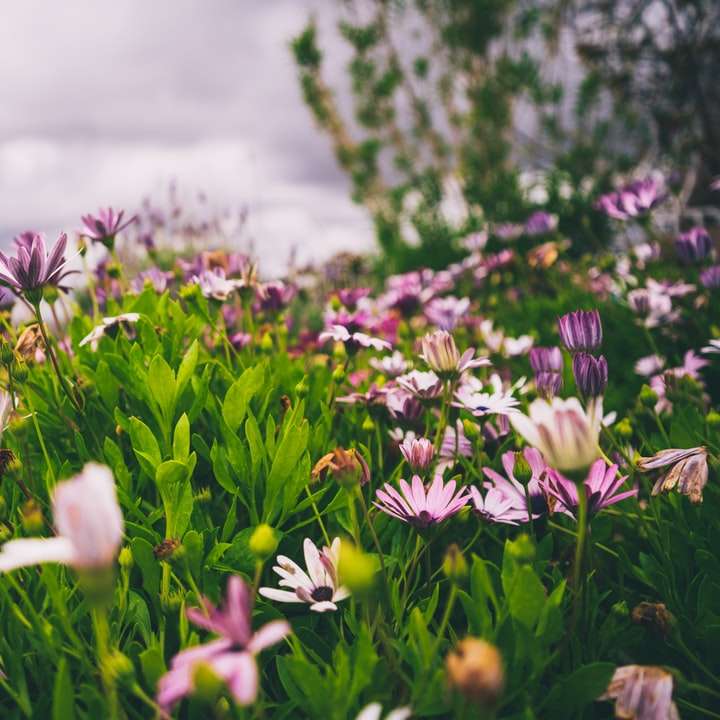 białe i fioletowe kwiaty na zielonym polu trawy puzzle online