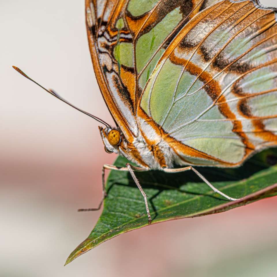 кафява и синя пеперуда върху зелени листа онлайн пъзел