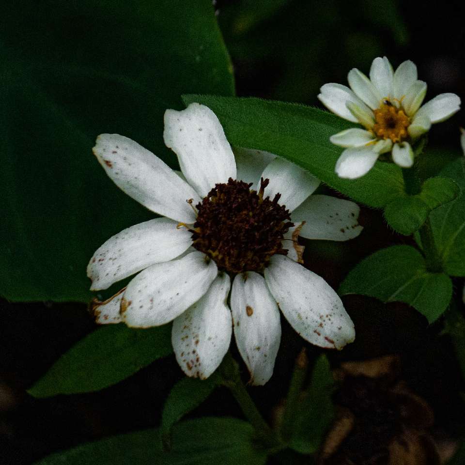 vit blomma med gröna blad Pussel online