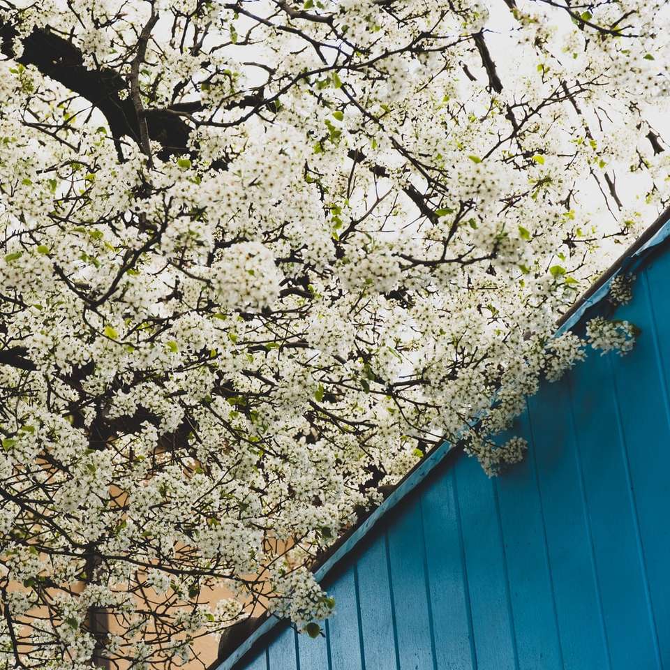 białe i brązowe drzewo obok niebieskiej drewnianej ściany puzzle przesuwne online