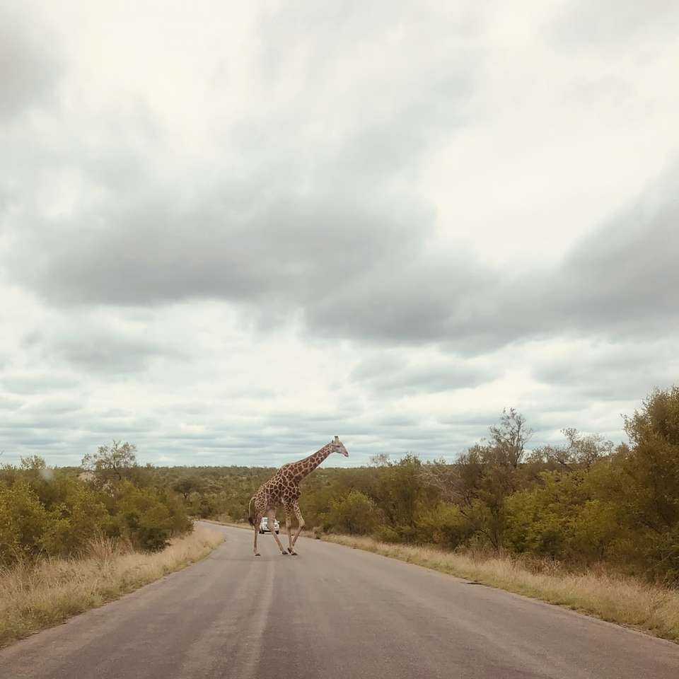 girafe sur route sous un ciel nuageux pendant la journée puzzle en ligne