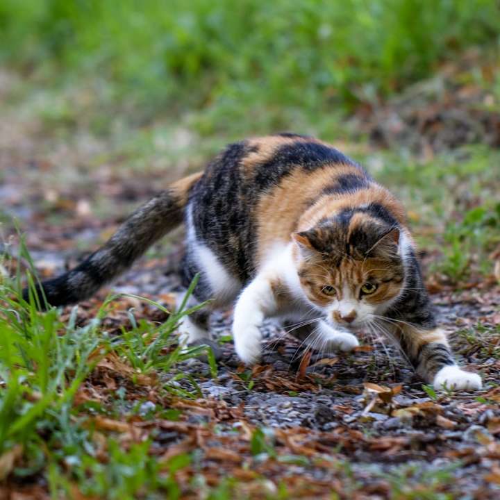 бело-коричневый и черный кот на коричневой траве онлайн-пазл