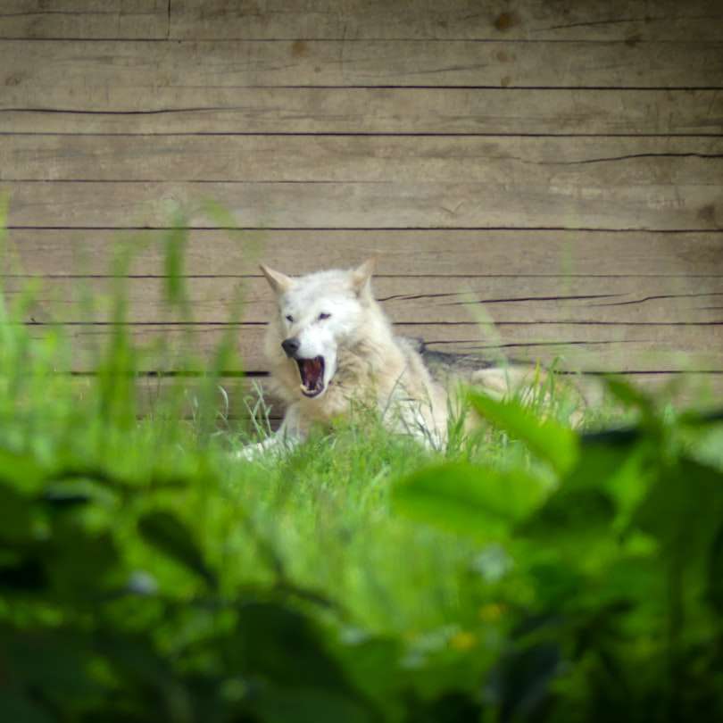 昼間の緑の芝生のフィールド上の白いオオカミ オンラインパズル