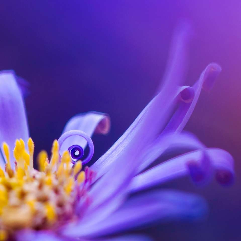 фиолетовый и желтый цветок в макрообъективе онлайн-пазл