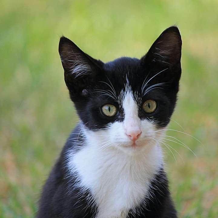 svartvit katt på fältet för grönt gräs under dagtid glidande pussel online