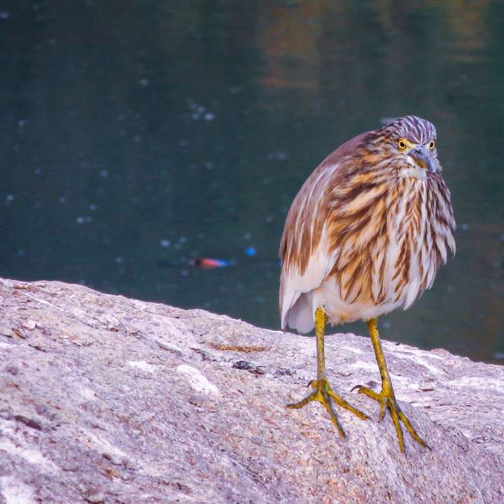 коричневая и белая птица на серой скале возле водоема онлайн-пазл