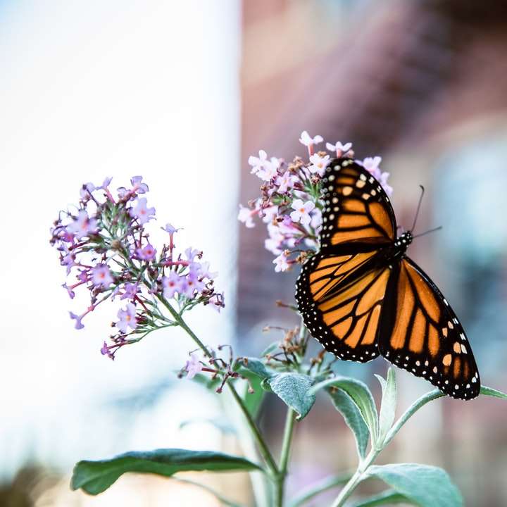 motyl monarcha siedzący na purpurowy kwiat puzzle przesuwne online