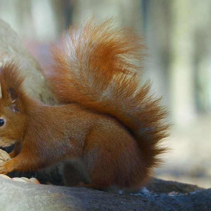 braunes Eichhörnchen auf grauem Felsen während des Tages Schiebepuzzle online