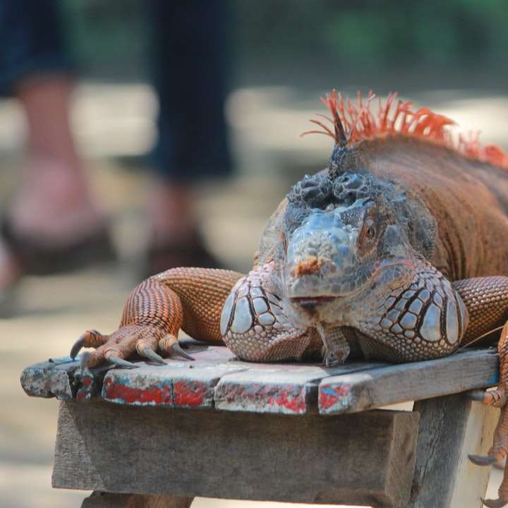 brązowy i czarny iguana na brązowym drewnianym stole puzzle przesuwne online