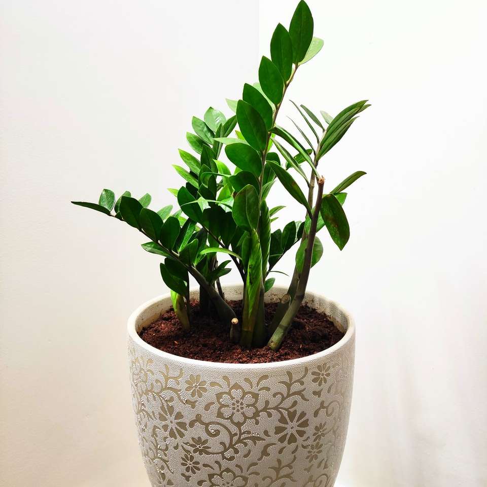 grön växt på vit och blå keramisk kruka glidande pussel online