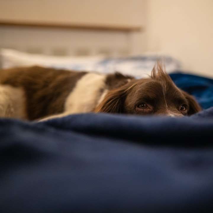 brun och vit kort belagd hund liggande på blå textil Pussel online