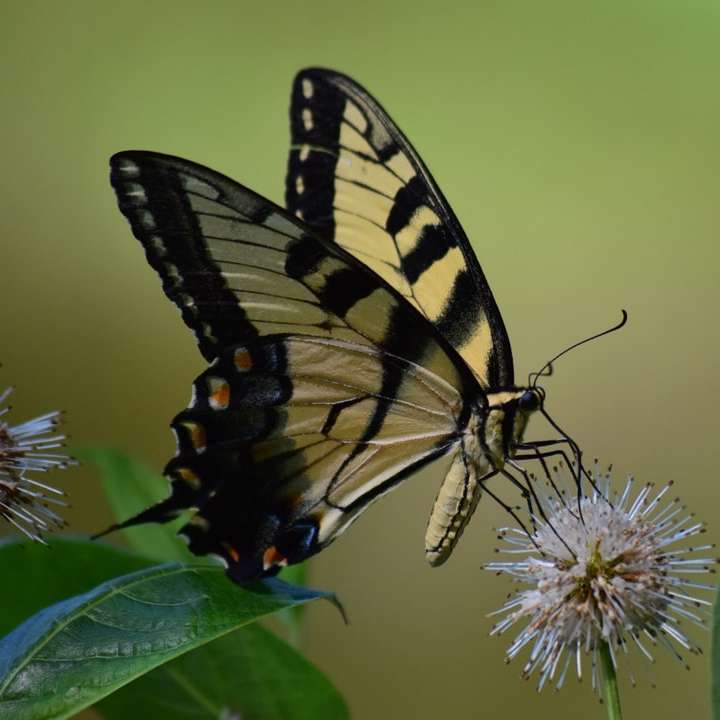 schwarzer und gelber Schmetterling auf weißer Blume Schiebepuzzle online
