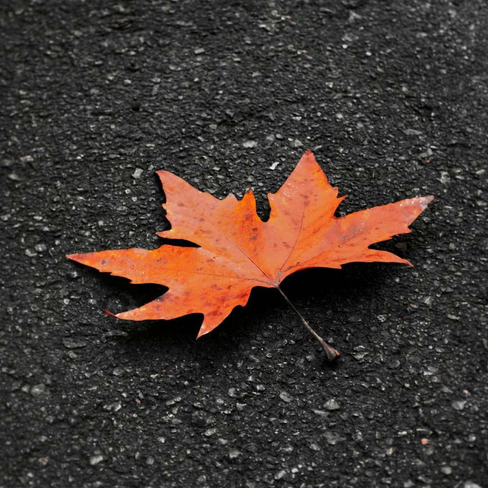 Hoja de arce rojo sobre piso de concreto negro rompecabezas en línea