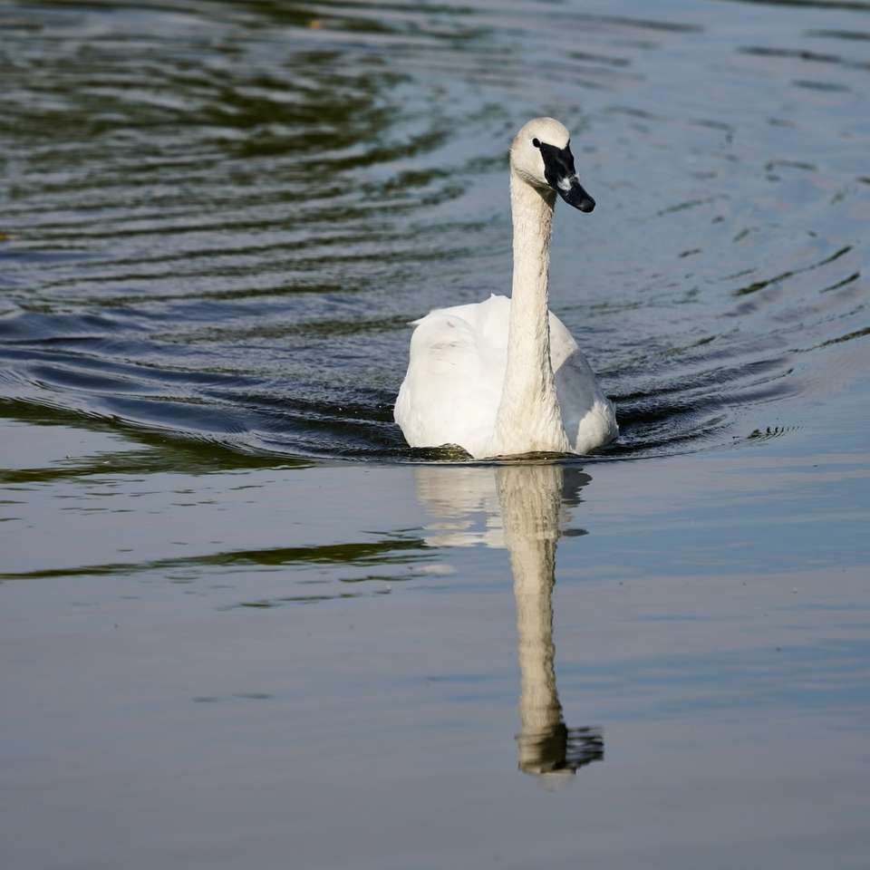 bílá labuť na vodě během dne online puzzle