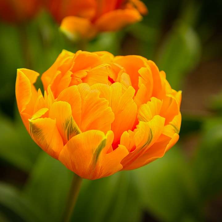 orange blomma i tilt shift-lins glidande pussel online