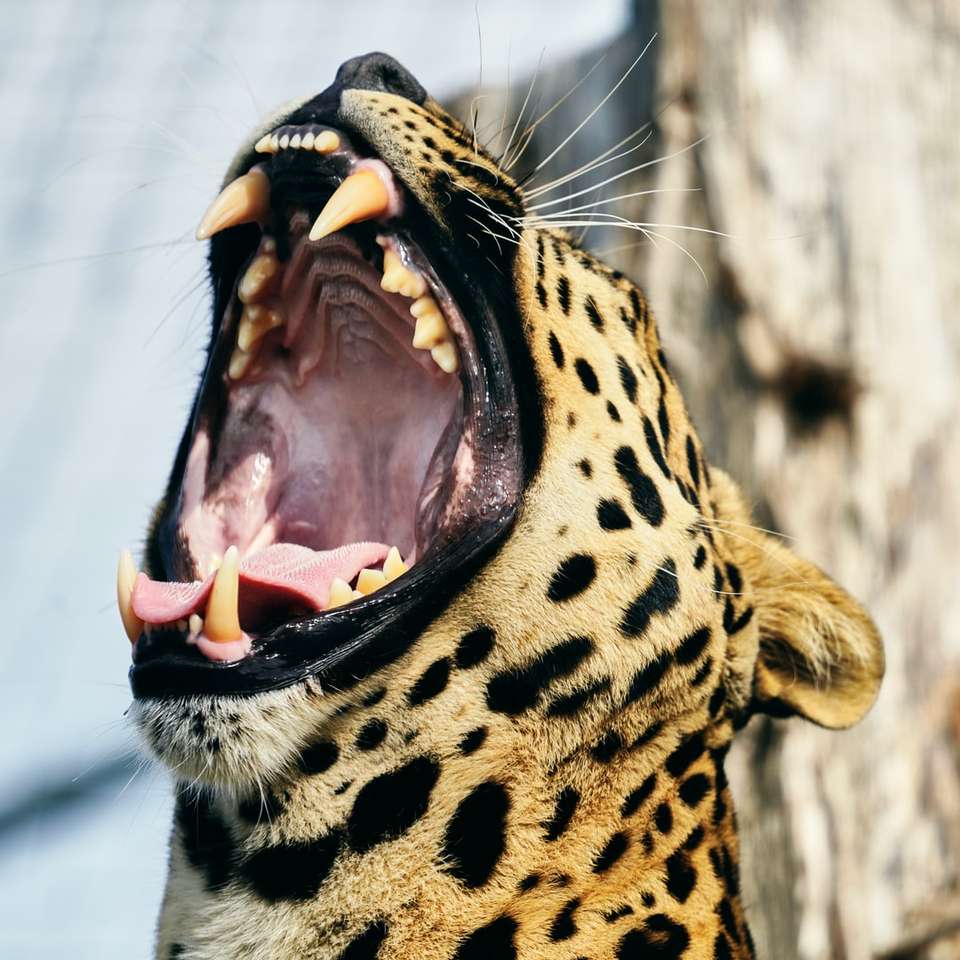 leopardo marrone e nero nella fotografia ravvicinata puzzle online