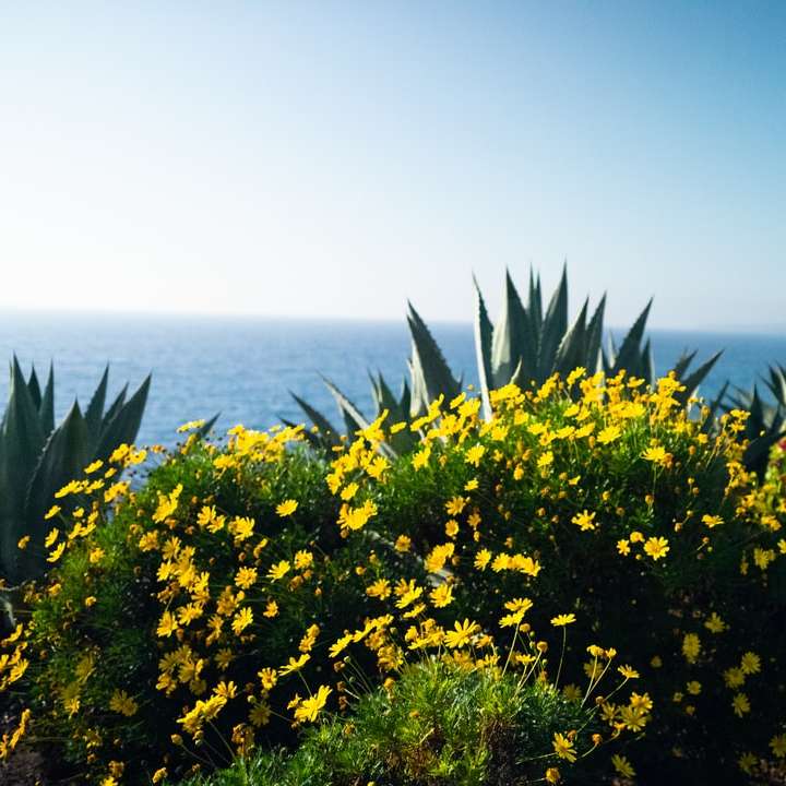 κίτρινο πεδίο λουλουδιών κοντά στο νερό του νερού κατά τη διάρκεια της ημέρας συρόμενο παζλ online