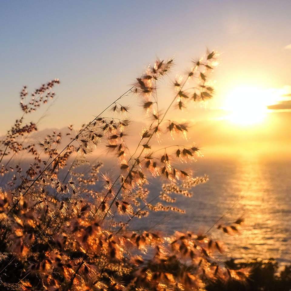 καφέ φύλλα στην ακτή κατά το ηλιοβασίλεμα συρόμενο παζλ online