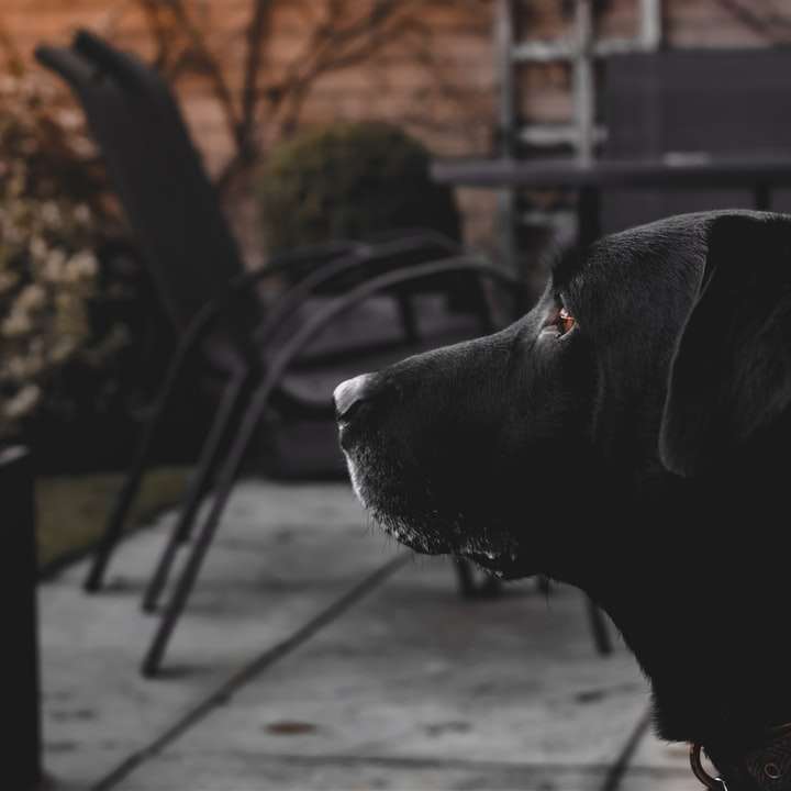 zwarte labrador retriever met bruine riem schuifpuzzel online