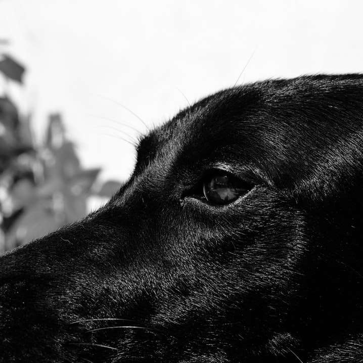 schwarzer Kurzmantel großer Hund Online-Puzzle