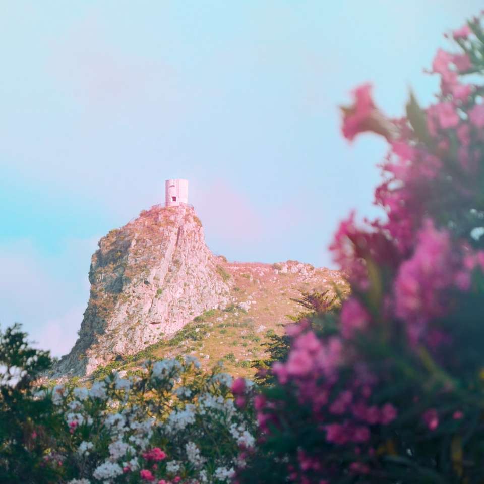 rosa Blüten in der Nähe von brauner Felsformation während des Tages Online-Puzzle