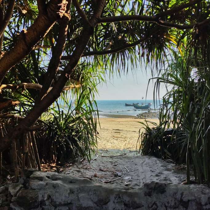 palmier verde pe plaja cu nisip alb în timpul zilei alunecare puzzle online