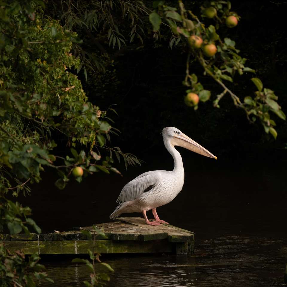 bílý pelikán na hnědém dřevěném doku během dne online puzzle