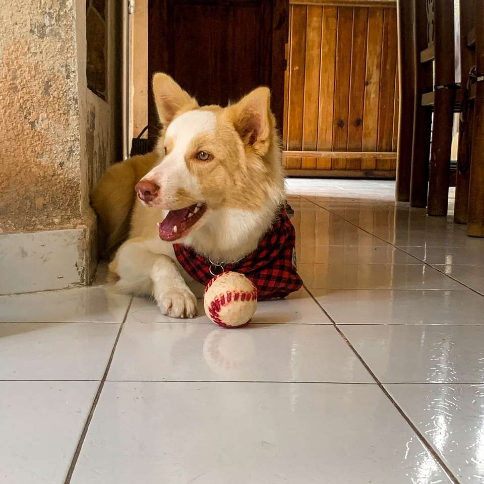 茶色と白のショートコート犬 スライディングパズル・オンライン
