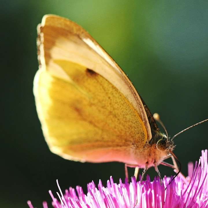 żółty motyl siedzący na fioletowym kwiecie puzzle online