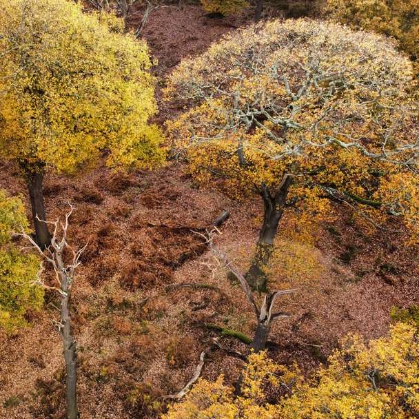 żółte i zielone drzewa w ciągu dnia puzzle przesuwne online