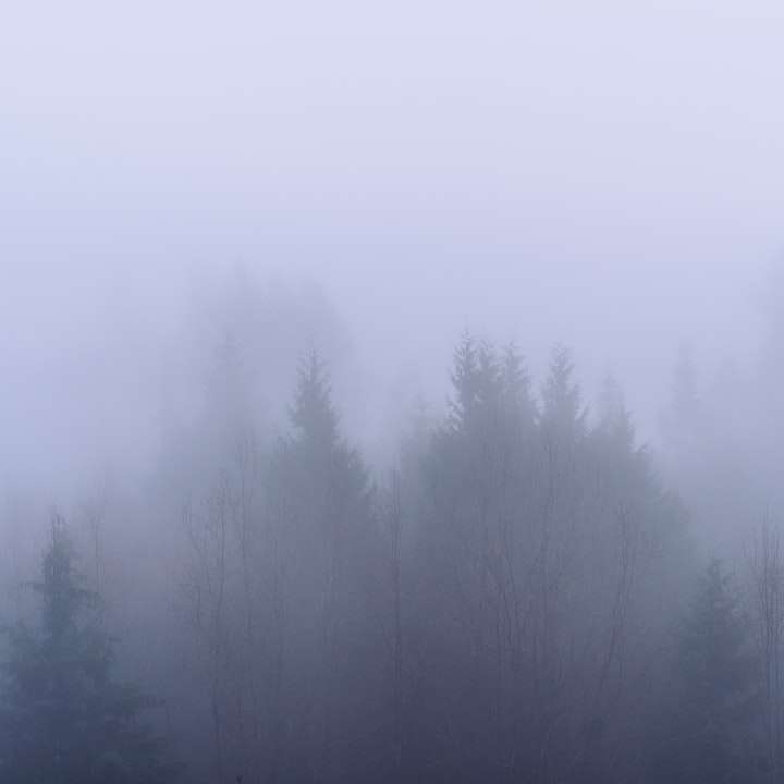 zielone drzewa pokryte mgłą puzzle przesuwne online