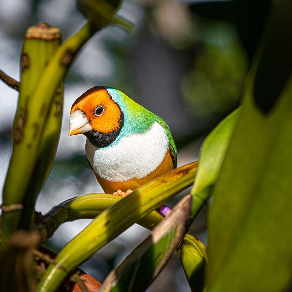 зелена жълта и бяла птица на клона на дървото плъзгащ се пъзел онлайн