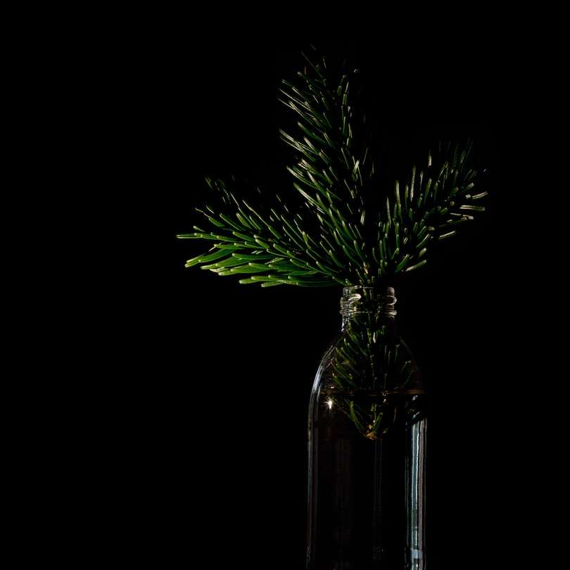 зелена рослина у прозорій скляній вазі онлайн пазл