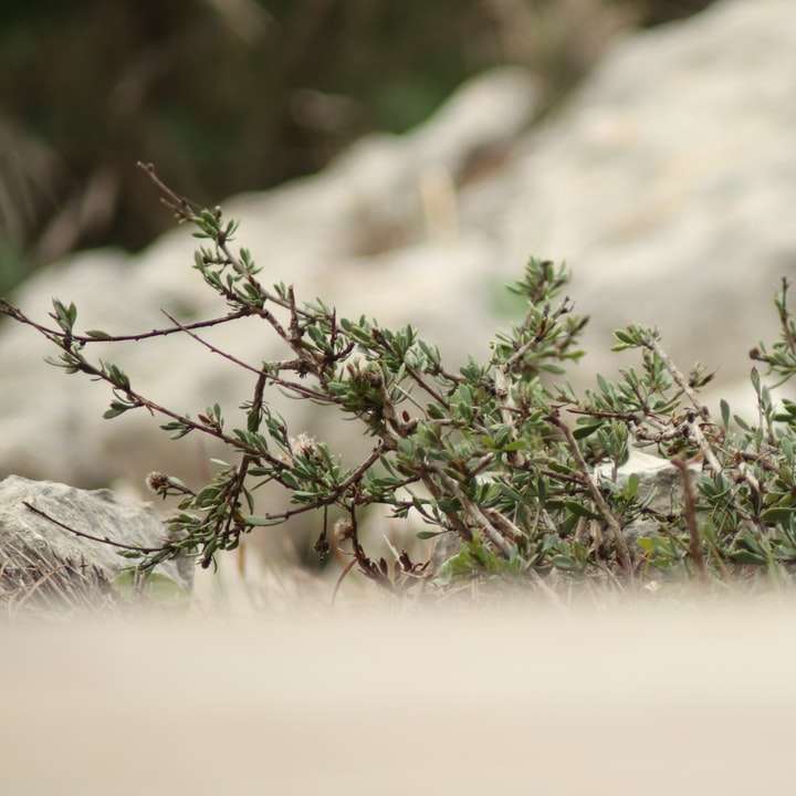 зеленое растение на коричневой скале онлайн-пазл