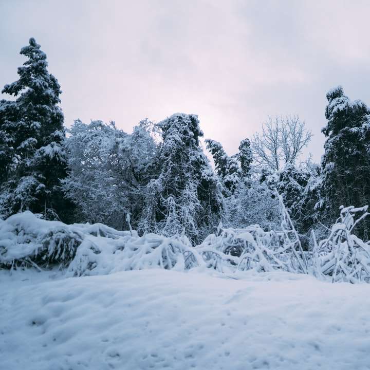 copaci acoperiți de zăpadă în timpul zilei alunecare puzzle online
