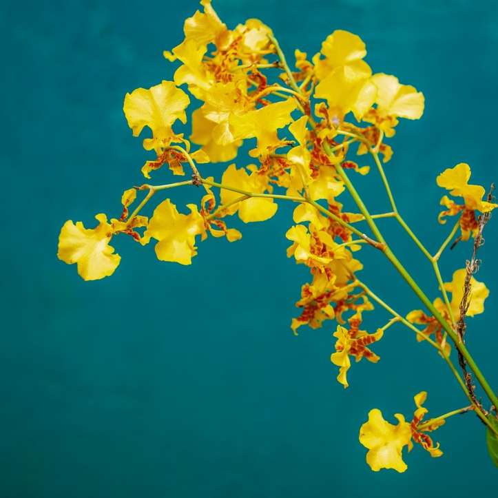 κίτρινα λουλούδια κάτω από το γαλάζιο του ουρανού κατά τη διάρκεια της ημέρας συρόμενο παζλ online
