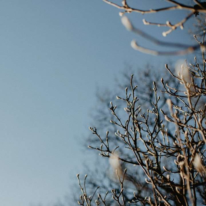 bruine boomtak onder blauwe hemel overdag online puzzel