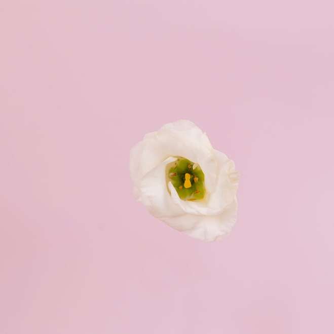 weiße Rose in Nahaufnahme Fotografie Online-Puzzle