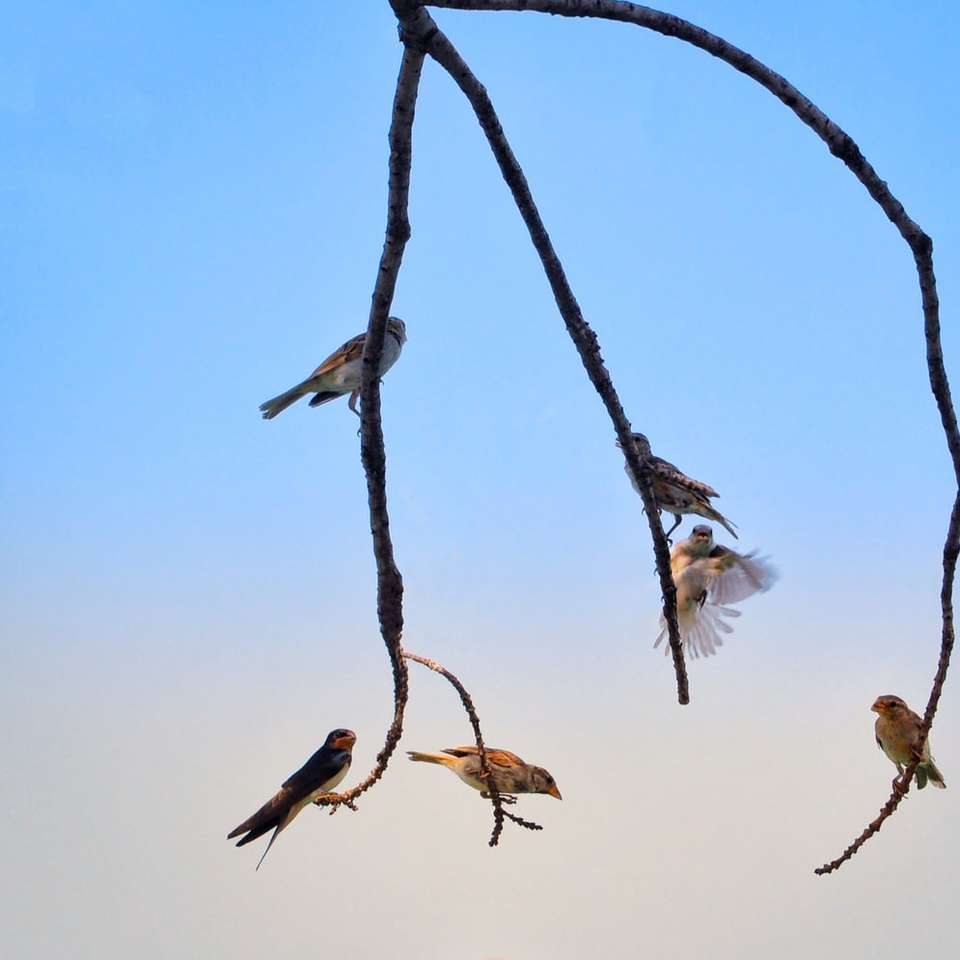 птици на кафяв дървесен клон през деня онлайн пъзел