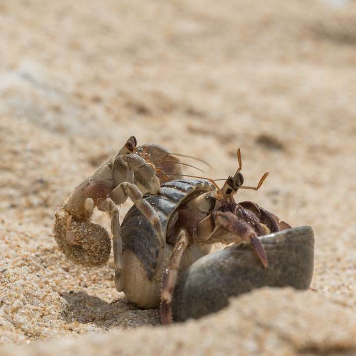 brun och svart insekt på brun sand under dagtid Pussel online